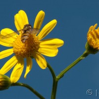 Oxford Ragwort